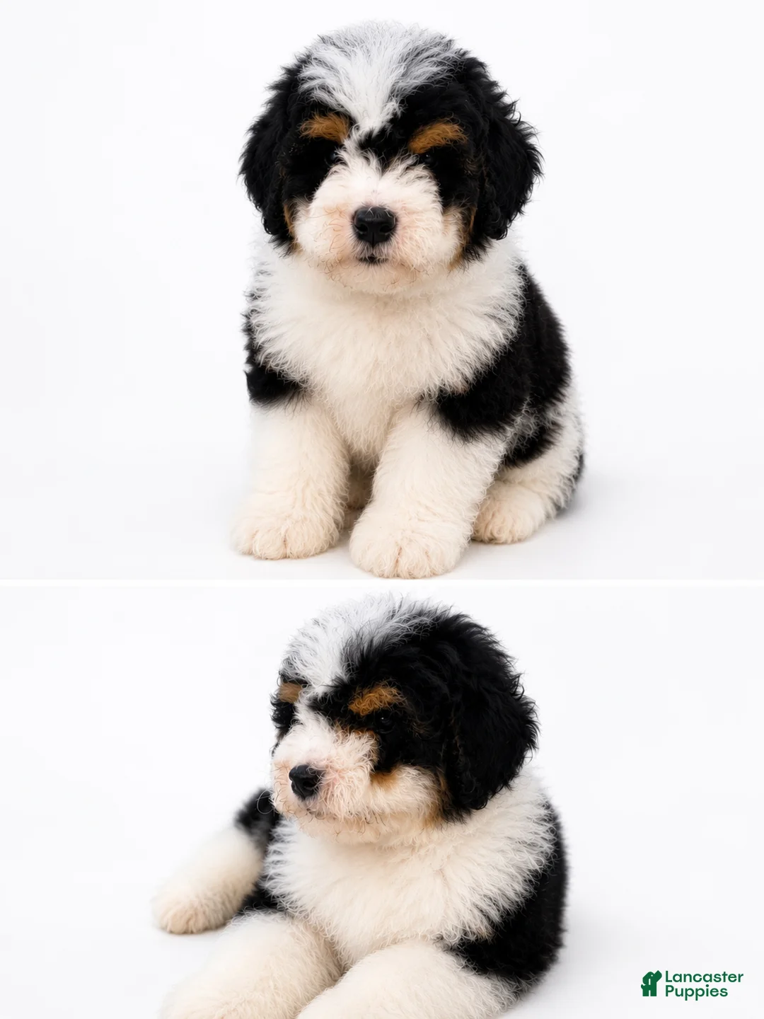 Mini Bernedoodle dogs for sale: Mini Bernedoodle male- Benny - Ad 2