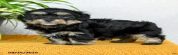 Teddy Bear dogs for sale: Hunter - Ad 3