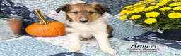 Shetland Sheepdog dogs for sale: Amy - Ad 3