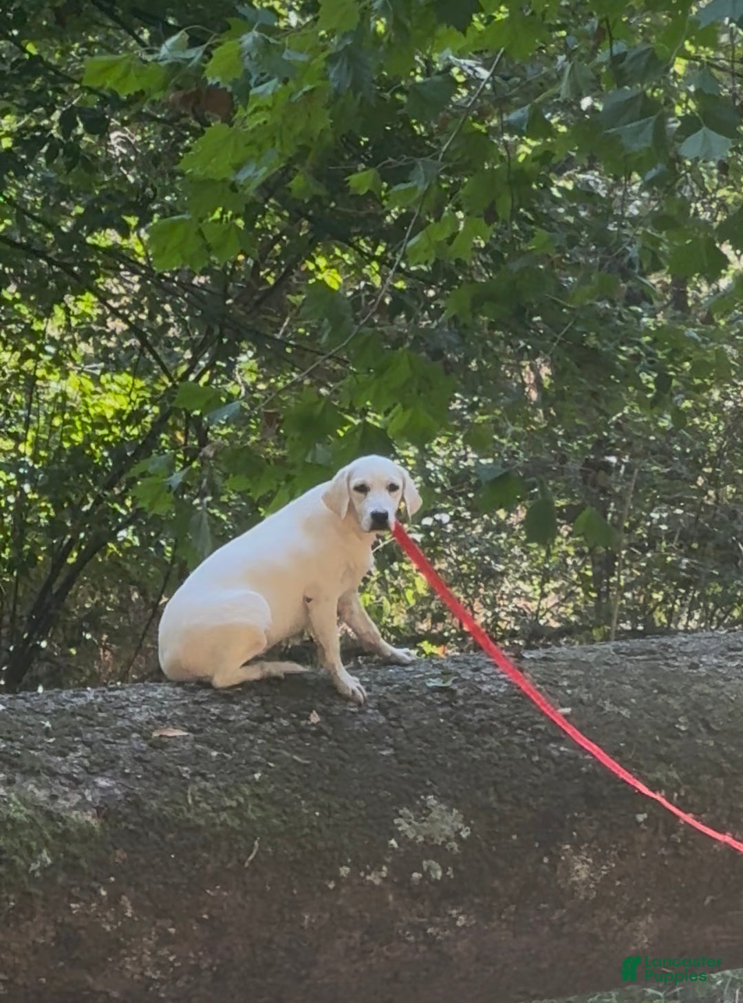 Labrador Retriever dogs for sale: Labrador Retriever Sissy - Ad 4