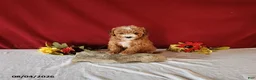 Cavapoo dogs for sale: Teacup - Ad 2