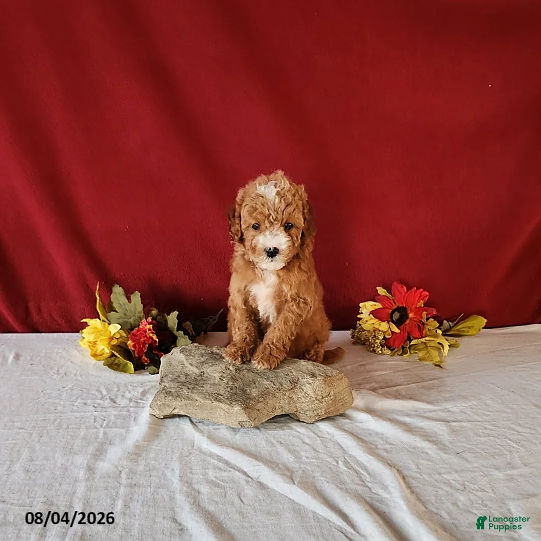 Cavapoo dogs for sale: Teacup - Ad 2