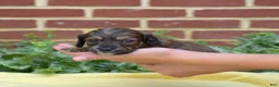 Miniature Dachshund dogs for sale: Camper  - Ad 2