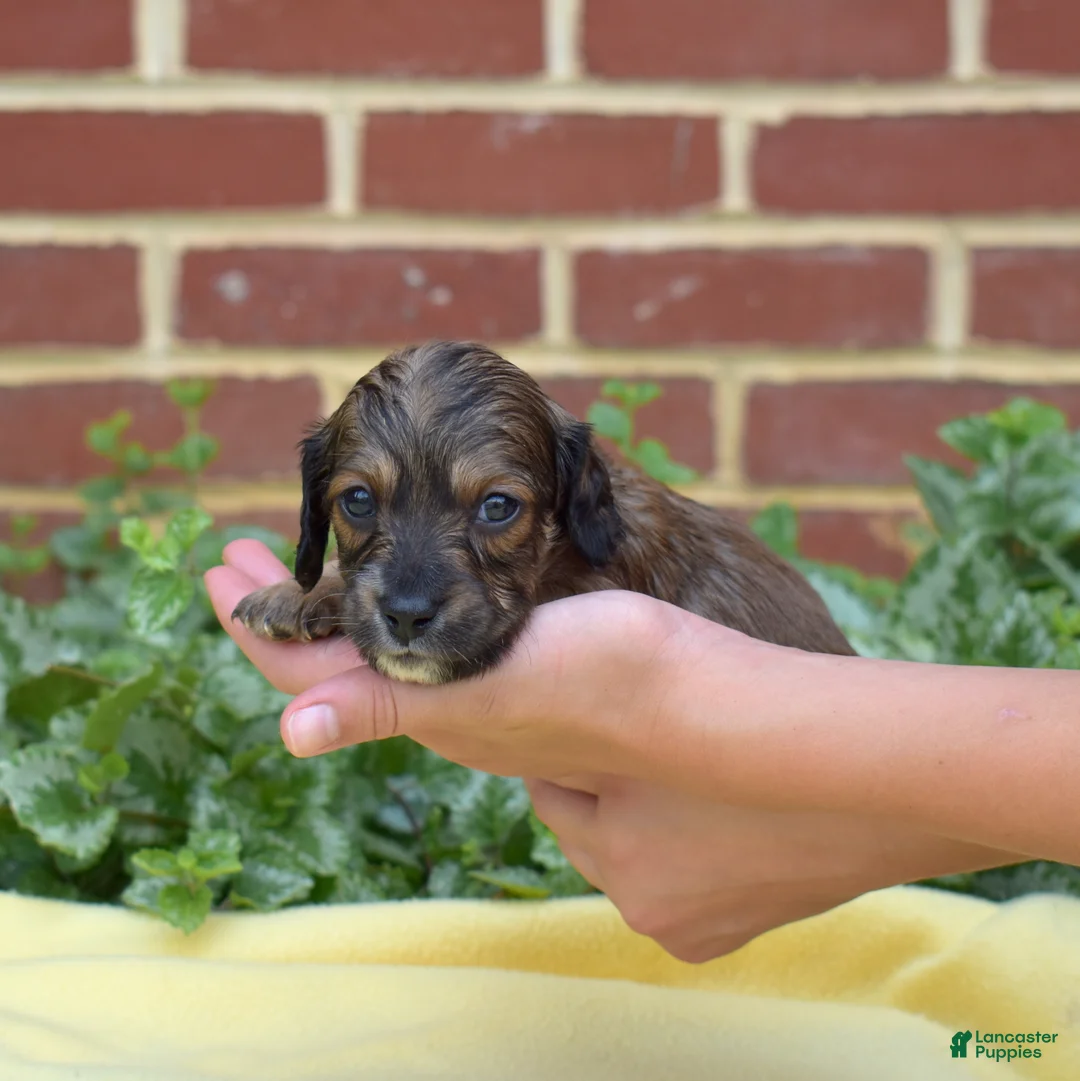 Miniature Dachshund dogs for sale: Camper  - Ad 2