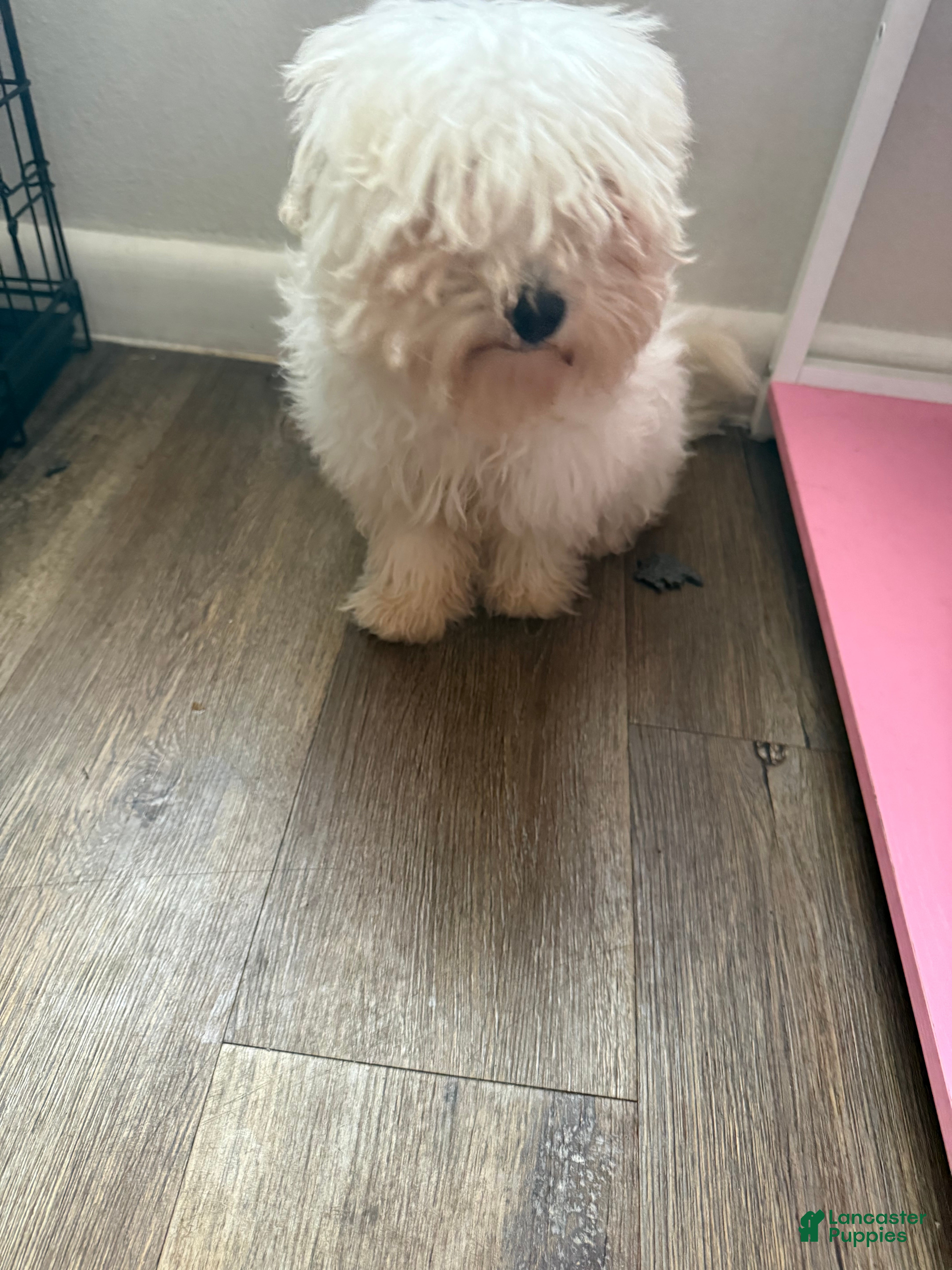 Mixed Breed dogs Mixed Breed Puppy 1 - Ad 32