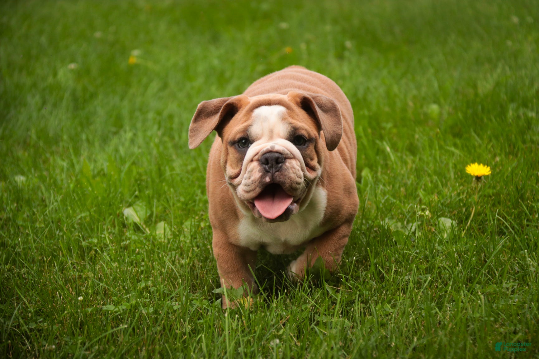 Mixed Breed dogs Dream Victorian Bulldog - Ad 2
