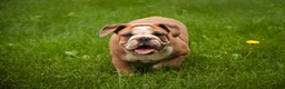 Mixed Breed dogs for sale: Dream Victorian Bulldog - Ad 2