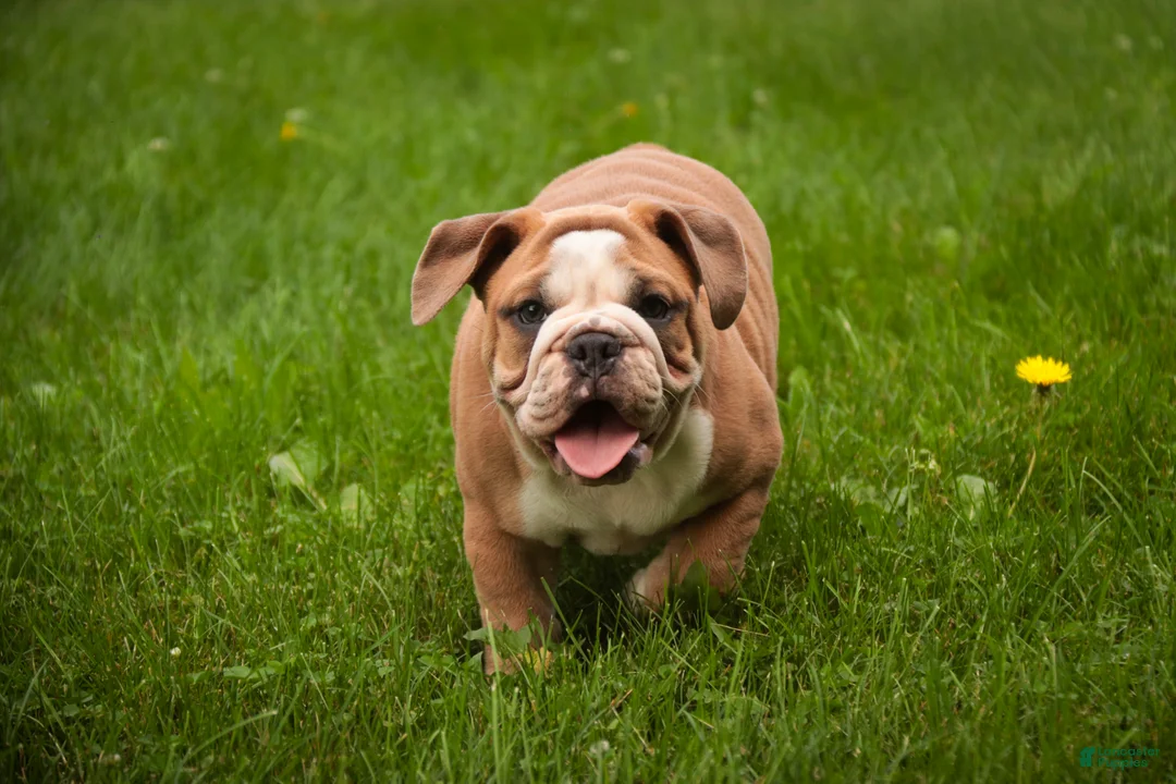 Mixed Breed dogs for sale: Dream Victorian Bulldog - Ad 2