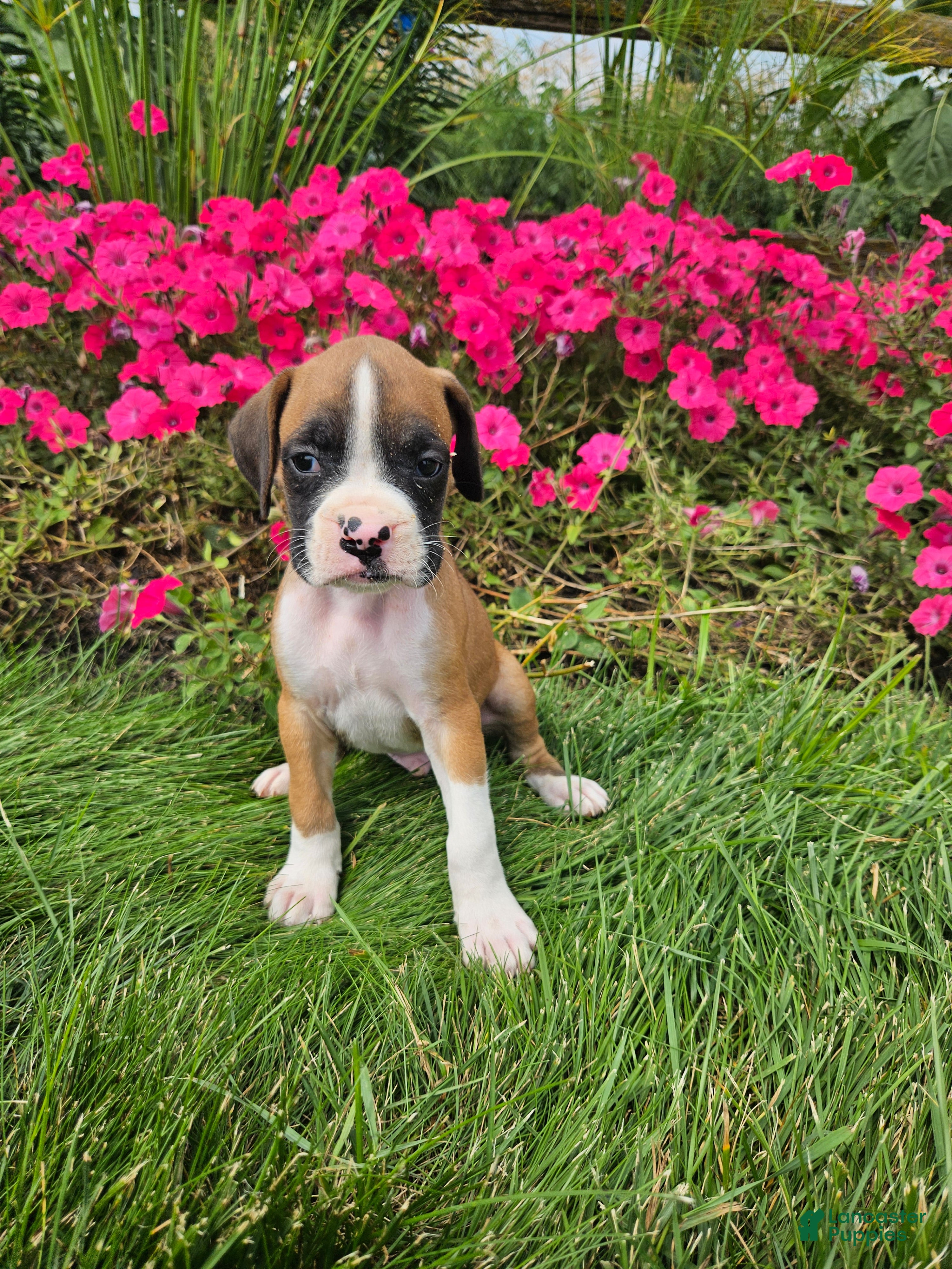 Boxer dogs Bruno - Ad 5