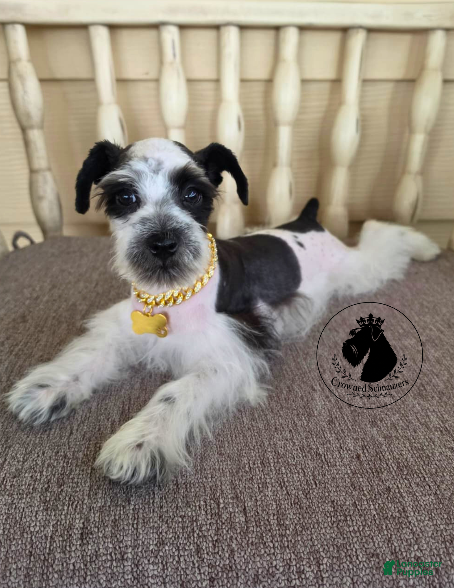 Miniature Schnauzer dogs Grace black parti  - Ad 1