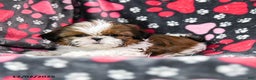 Shih Tzu dogs for sale: Oaklee - Ad 4