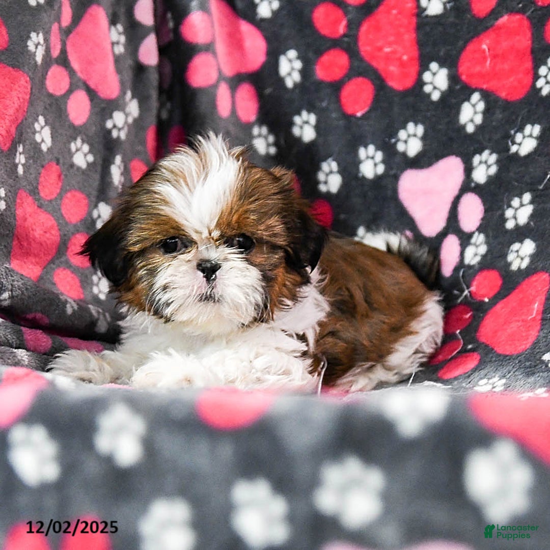 Shih Tzu dogs for sale: Oaklee - Ad 4