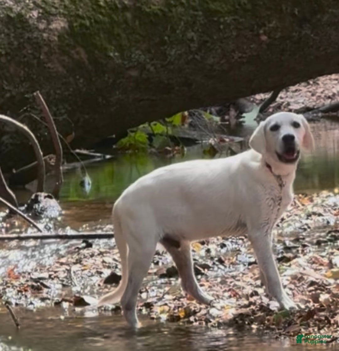Labrador Retriever dogs for sale: Labrador Retriever Russel - Ad 4