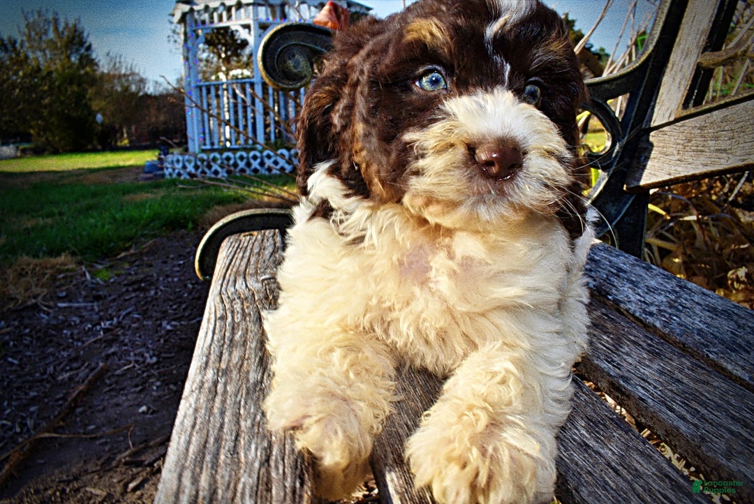 Havapoo dogs for sale: Presley - Ad 4