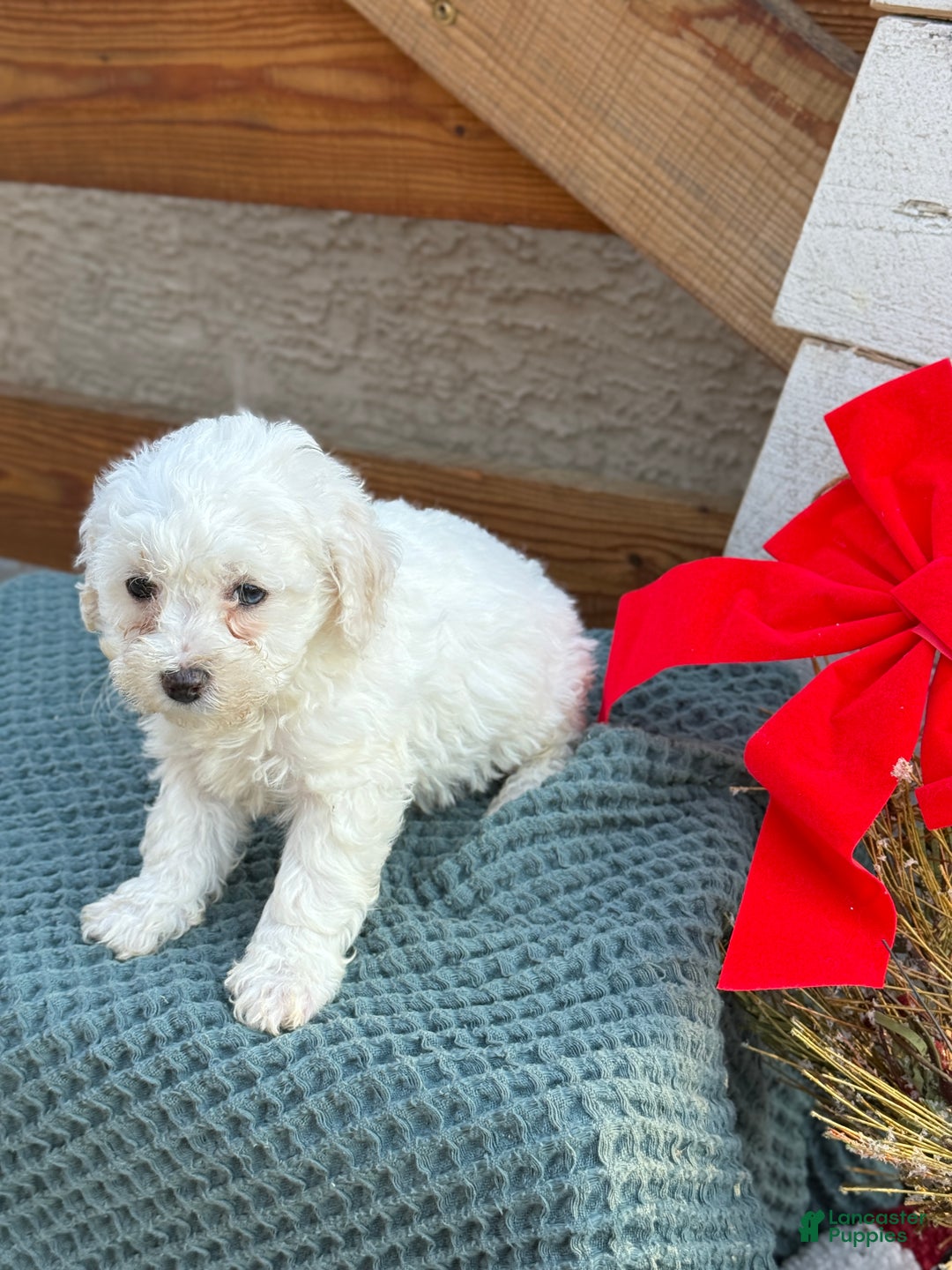 Bichpoo dogs for sale: Angel - Ad 9