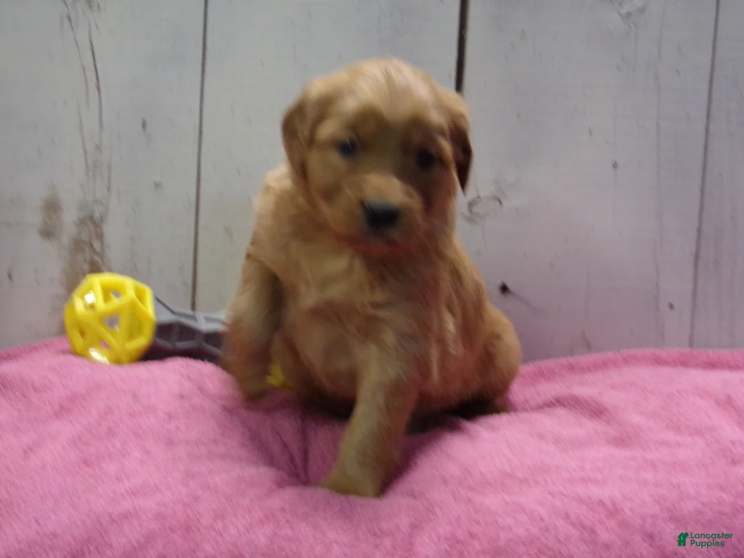 Golden Retriever dogs for sale: Penny - Ad 3