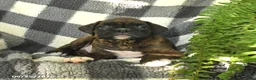 Boxer dogs for sale: Pepper - Ad 3