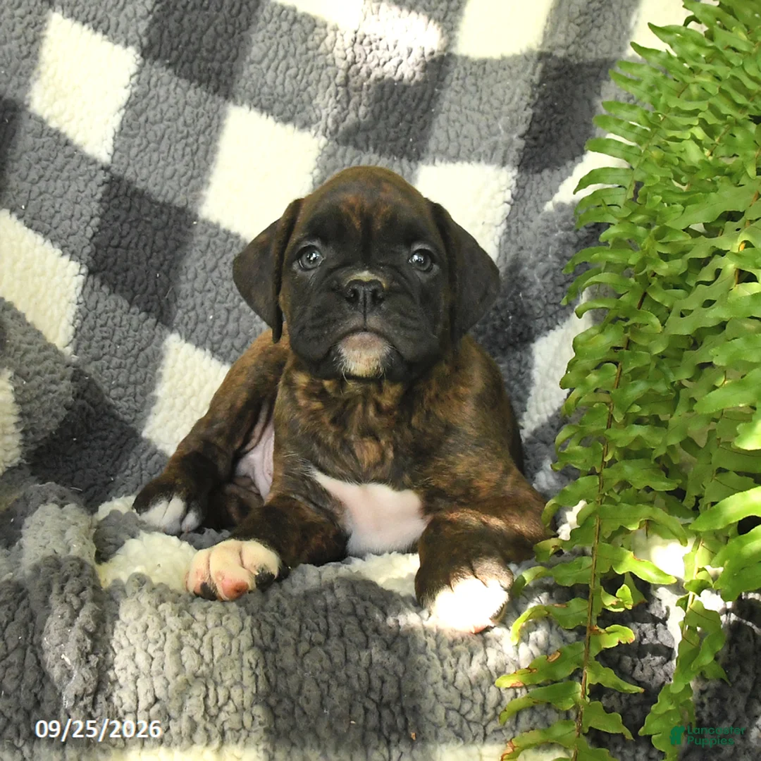 Boxer dogs for sale: Pepper - Ad 3