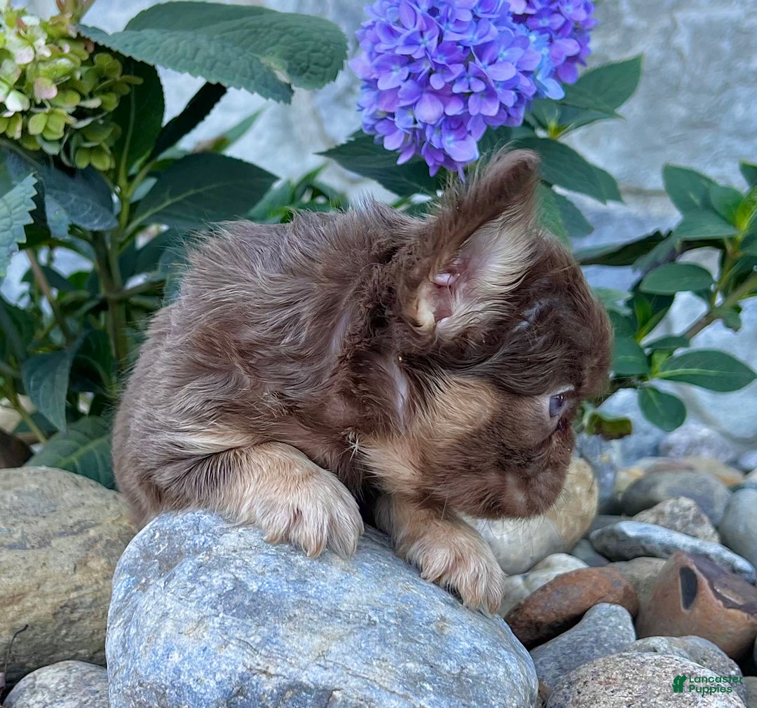 French Bulldog dogs for sale: Hannah - Ad 3