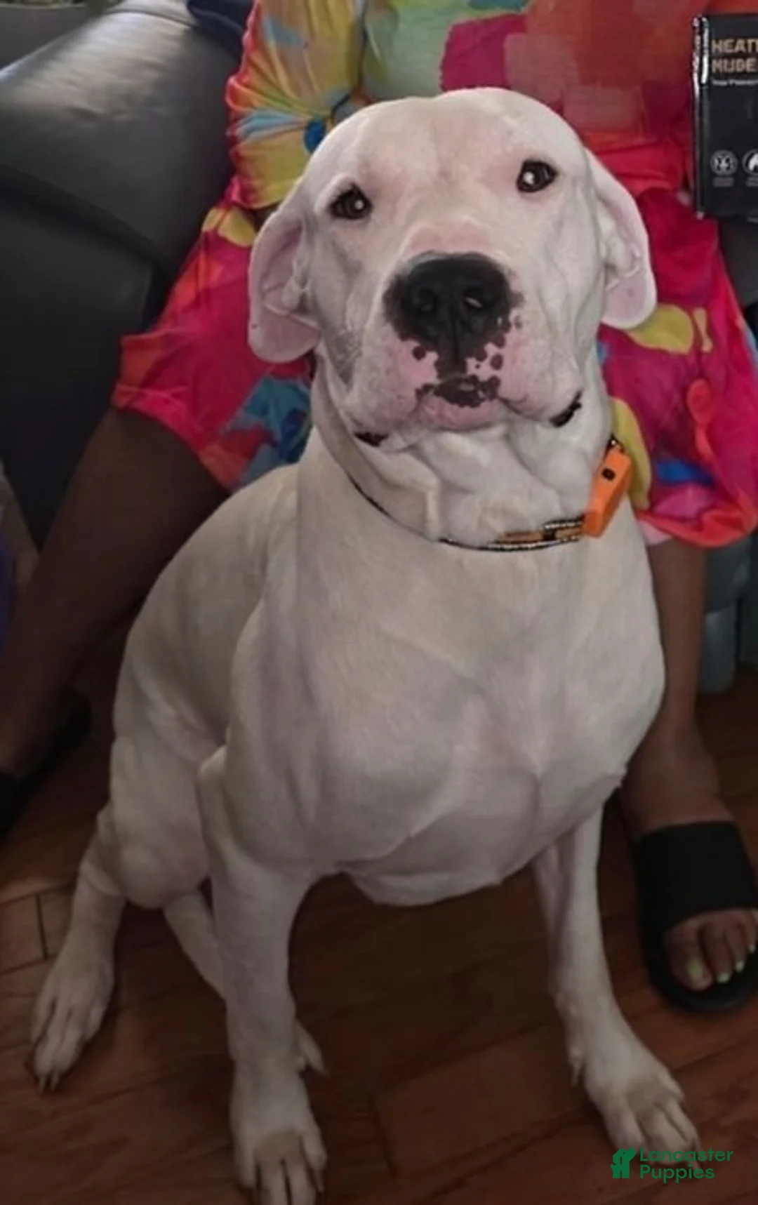 Dogo Argentino dogs for stud: FOR STUD SERVICES  - Ad 2