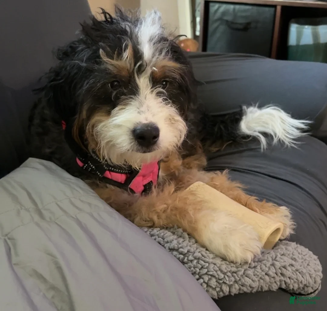 Mixed Breed dogs for sale: Sunny - Ad 6