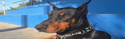 Doberman Pinscher dogs for sale: Doberman Pinscher 1 - Ad 6