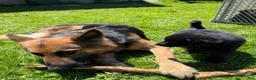 Sheprador dogs for sale: Cocoa - Ad 7