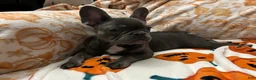 French Bulldog dogs for sale: Charlotte - Ad 5