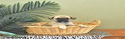 Mixed Breed dogs for sale: Clover - Ad 4