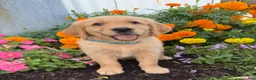 Golden Retriever dogs for sale: Hugo - Ad 3