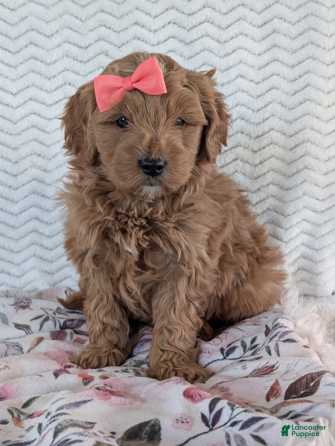 Goldendoodle dogs for sale: Bella - Ad 23