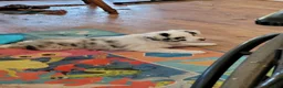 Mixed Breed dogs for sale: Jordy - Ad 2