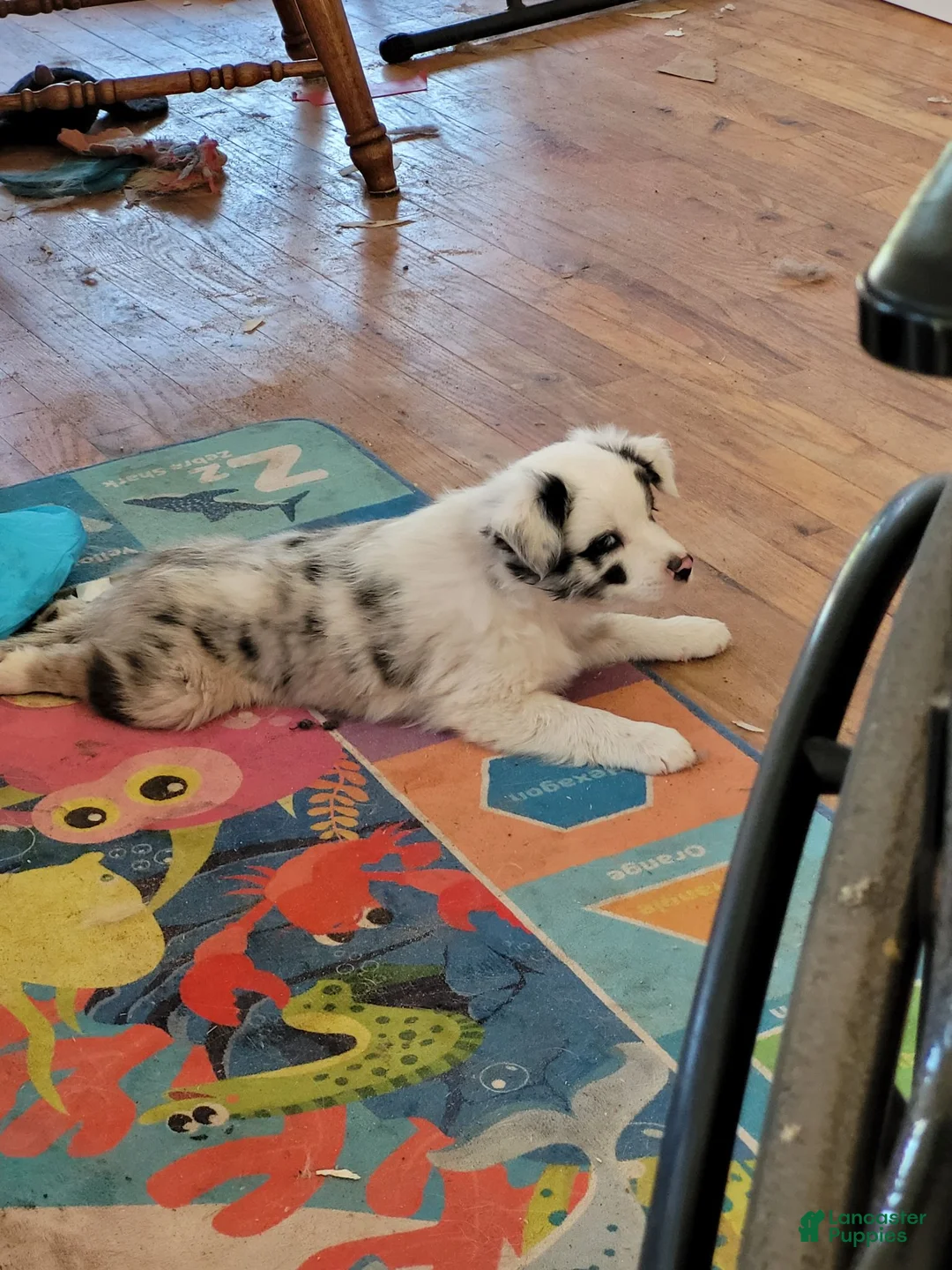Mixed Breed dogs for sale: Jordy - Ad 2