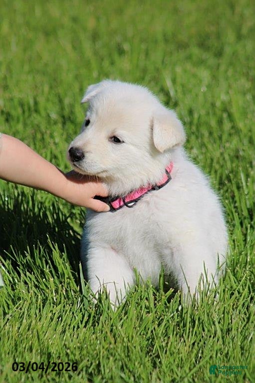 German Shepherd dogs Alexis - Ad 2