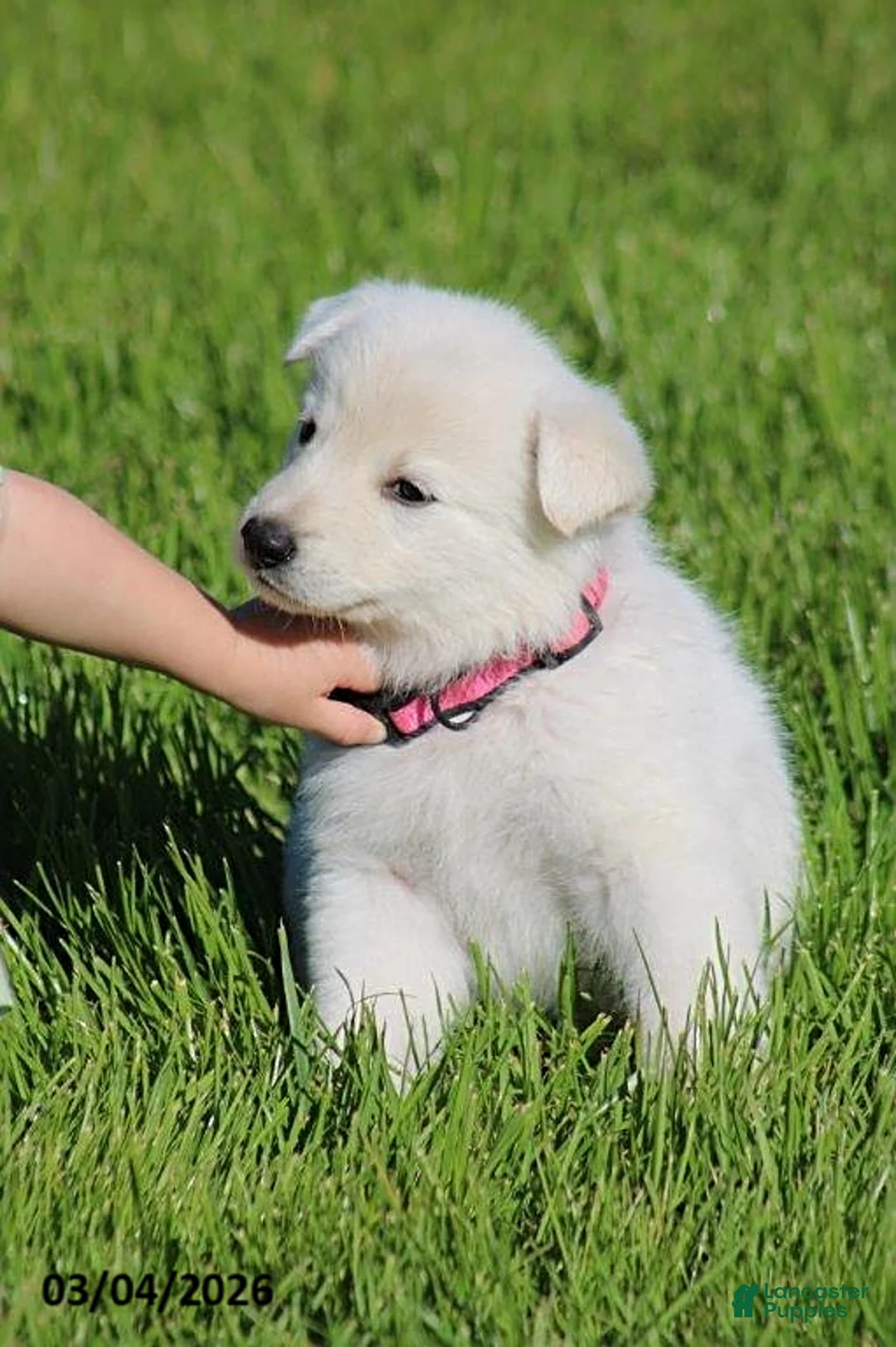 German Shepherd dogs for sale: Alexis - Ad 2