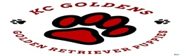 Golden Retriever dogs for sale: Bella - Ad 6