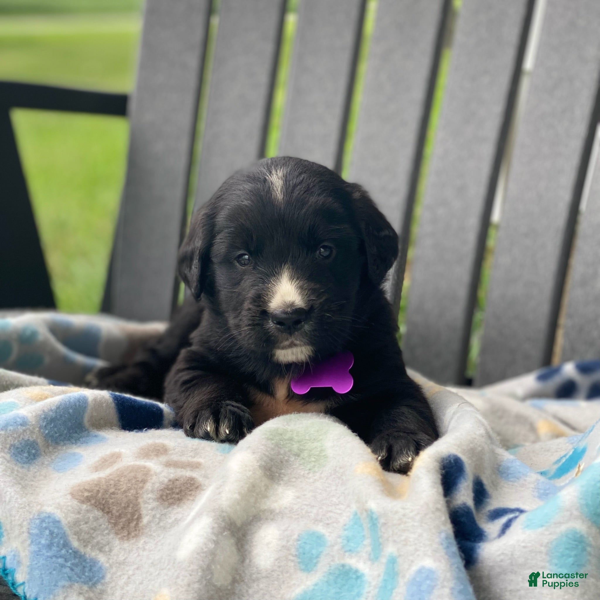 Mixed Breed dogs Willow - Ad 1