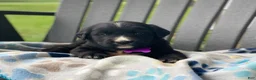 Mixed Breed dogs for sale: Willow - Ad 1