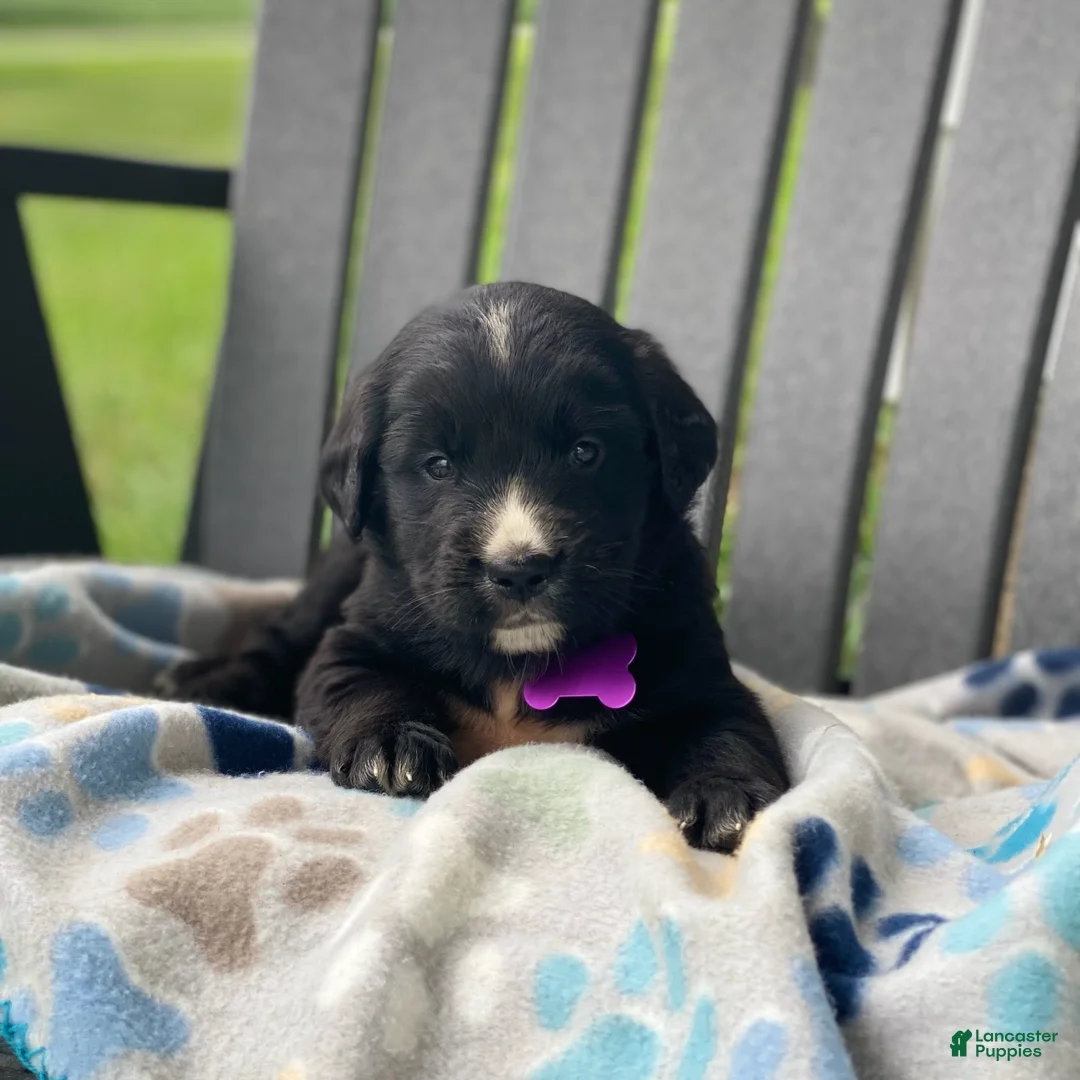Mixed Breed dogs for sale: Willow - Ad 1