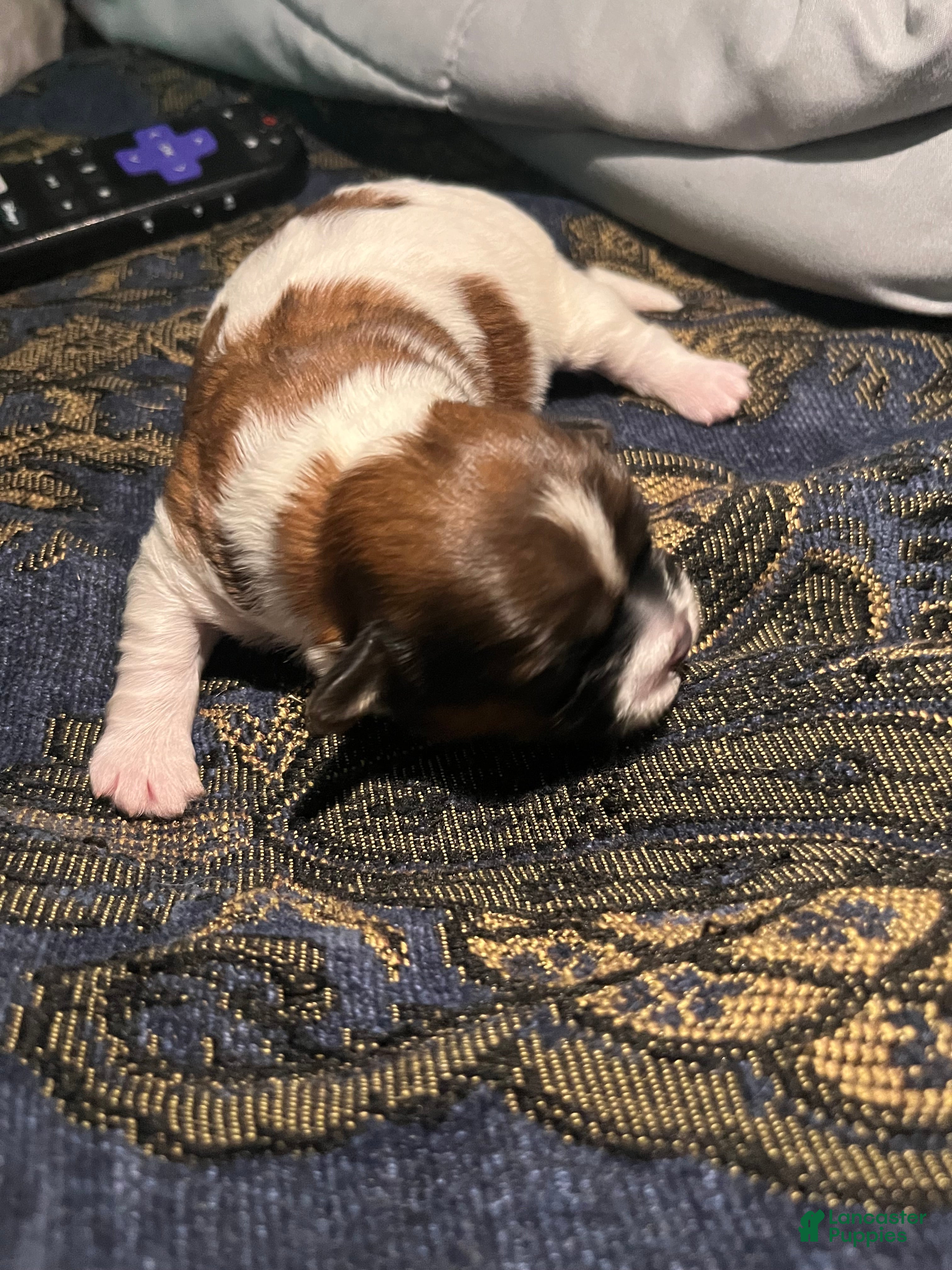 Shih Tzu dogs Shih Tzu 2 - Ad 21