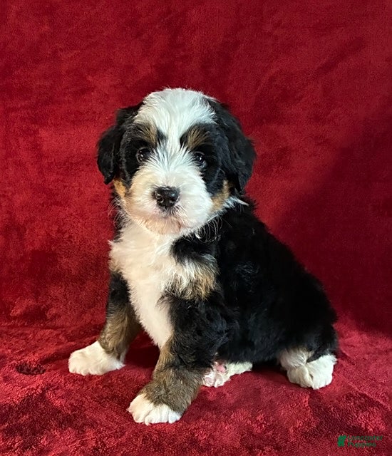 Mini Bernedoodle dogs Daisy - Ad 1