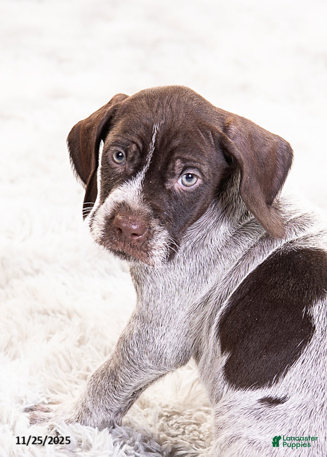 Mixed Breed dogs for sale: Romeo - Ad 2