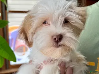 Havanese dogs Eggnog - Ad 7