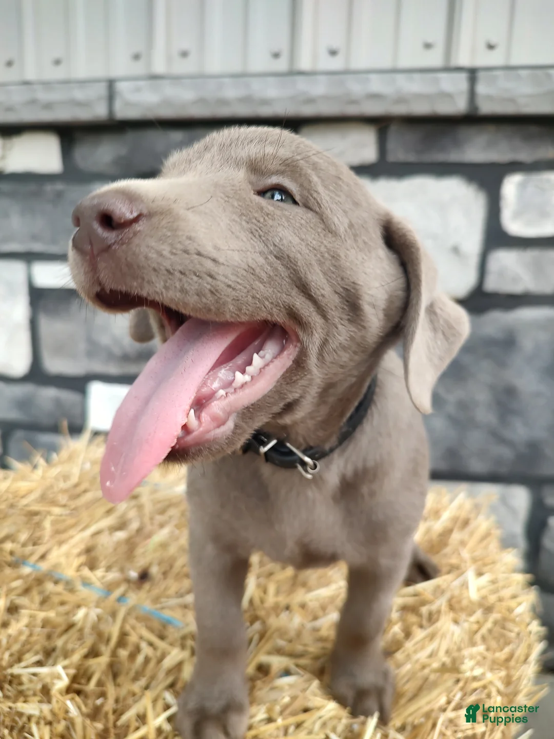Labrador Retriever dogs for sale: Everest - Ad 1