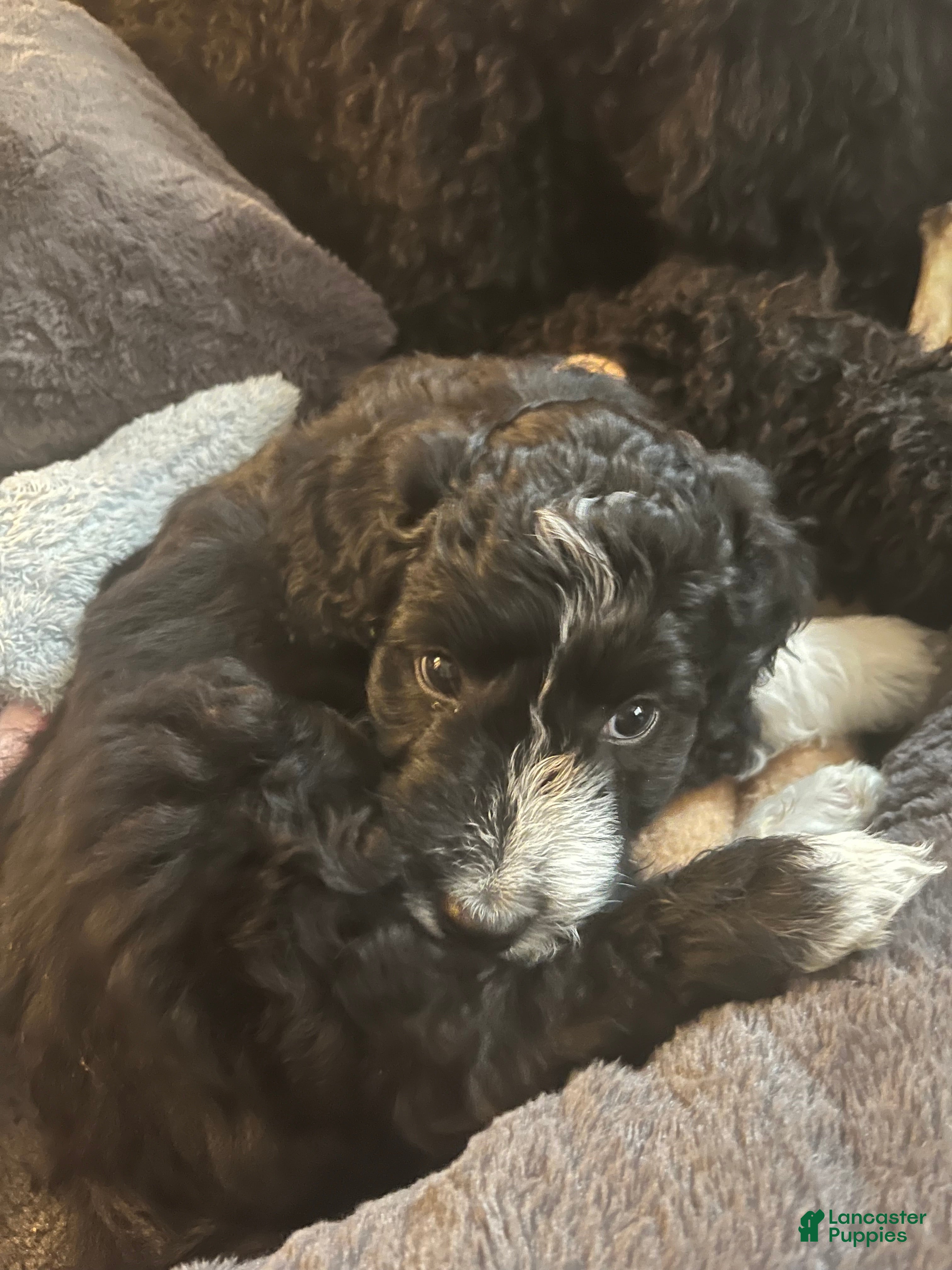 Aussiedoodle dogs Baxter  - Ad 1