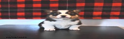 Welsh Corgi Pembroke dogs for sale: Gabby  - Ad 2