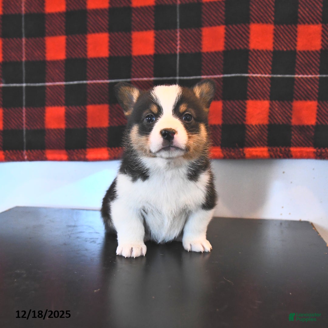 Welsh Corgi Pembroke dogs for sale: Gabby  - Ad 2