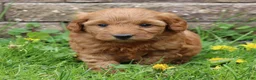Mini Goldendoodle dogs for sale: Betsy - Ad 3
