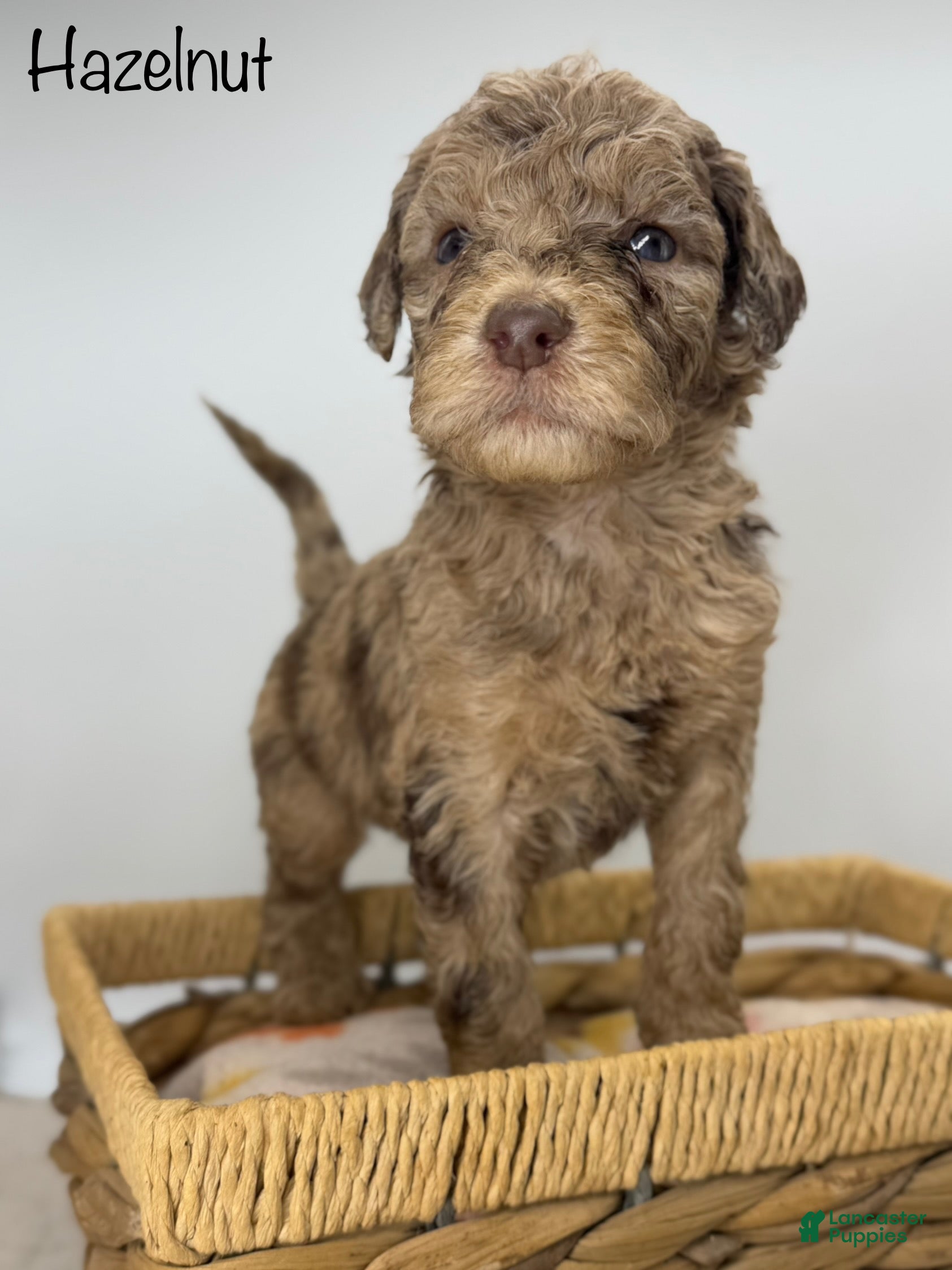 Sheepadoodle dogs Hazelnut - Ad 12