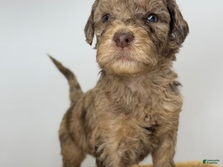 Sheepadoodle dogs Hazelnut - Ad 15